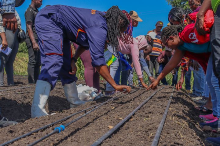 ONION REDSANGA F1 RE-LAUNCH & FARMERS TRAINING (FEBRUARY 2025)